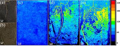 Contrasting distribution of enzyme activities in the rhizosphere of European beech and Norway spruce